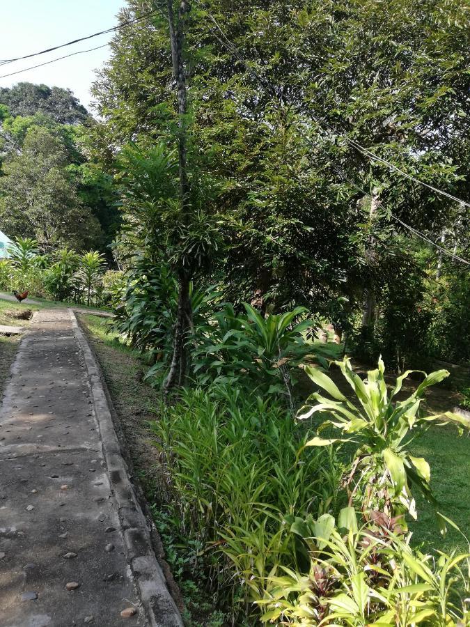 Durian Chalet Kuala Tahan Exterior photo